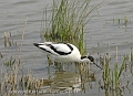 avocet, avocets, british-4